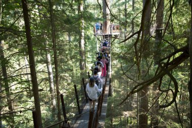 Vancouver, Kanada 'daki Capilano Askı Köprüsü Parkı' nın güzel manzarası
