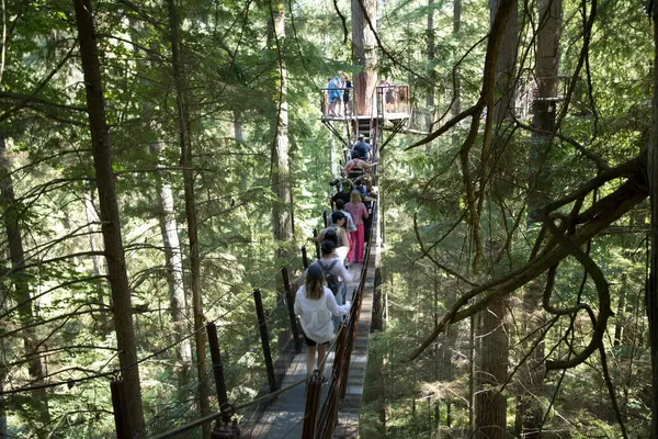 Vancouver, Kanada 'daki Capilano Askı Köprüsü Parkı' nın güzel manzarası