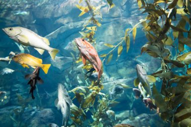 Su altı dünyasının güzel manzarası