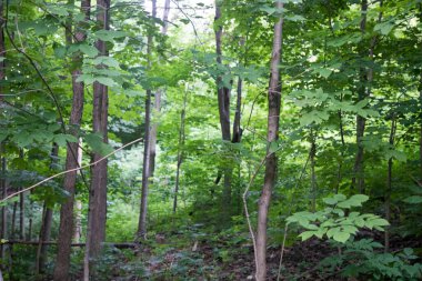 Vahşi bir ormanın güzel manzarası