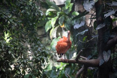 Montreal Biodome 'daki Scarlet Ibis