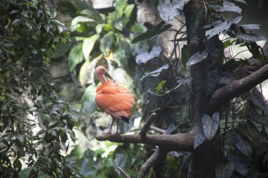 Montreal Biodome 'daki Scarlet Ibis