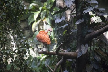 Montreal Biodome 'daki Scarlet Ibis