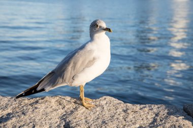 Güzel bir martı manzarası
