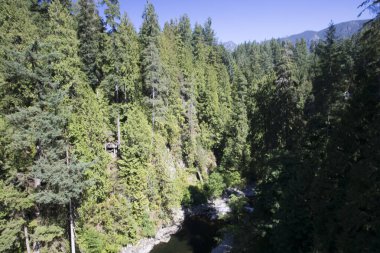 Vahşi bir ormanın güzel manzarası