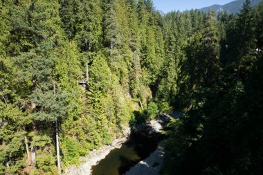 Vahşi bir ormanın güzel manzarası
