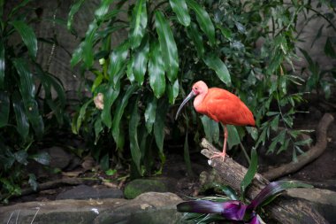 Montreal Biodome 'daki Scarlet Ibis