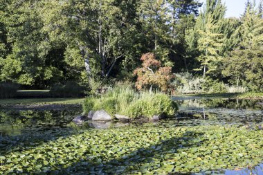 Vancouver, Kanada 'daki VanDusen Botanik Bahçesinin güzel manzarası