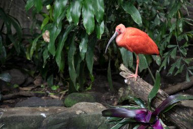 Montreal Biodome 'daki Scarlet Ibis