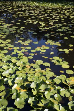 Gölette güzel bir ördek otu manzarası