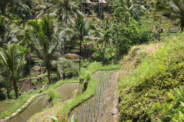 Endonezya, Bali 'de güzel pirinç terasları manzarası