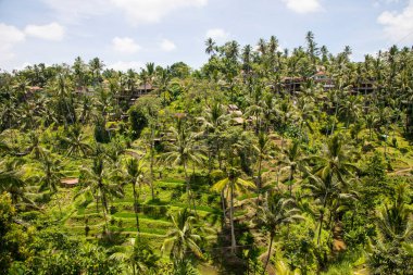 Endonezya, Bali 'de güzel pirinç terasları manzarası