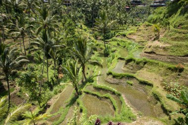 Endonezya, Bali 'de güzel pirinç terasları manzarası