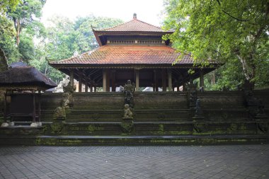 Endonezya, Bali 'deki Maymun Ormanı' nın güzel manzarası