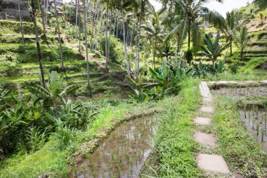 Endonezya, Bali 'de güzel pirinç terasları manzarası