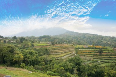 Endonezya, Bali 'de güzel pirinç terasları manzarası