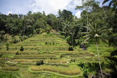 Endonezya, Bali 'de güzel pirinç terasları manzarası