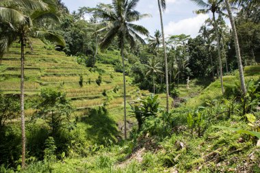 Endonezya, Bali 'de güzel pirinç terasları manzarası