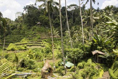 Endonezya, Bali 'de güzel pirinç terasları manzarası