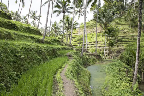 Endonezya, Bali 'de güzel pirinç terasları manzarası