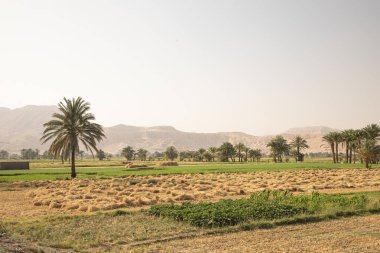 Luxor, Mısır 'daki köy manzarası çok güzel.