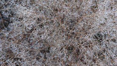 Arkaplanda ince dalları ve üzerinde kar izleri olan kurumuş bitki çalıları var.