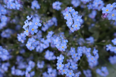 Mavi ve Leylak Unutmayan Çiçeklerin Yakın Çekimi (Myosotis)