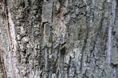 Gri ağaç kabuğunun arka planında rahatlama dokusu