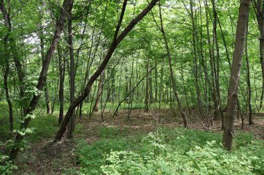 Arka plan, çok yoğun büyüyen ve geçilemez çalılıklar oluşturan ince ağaçlarla kaplı bir ormandır.