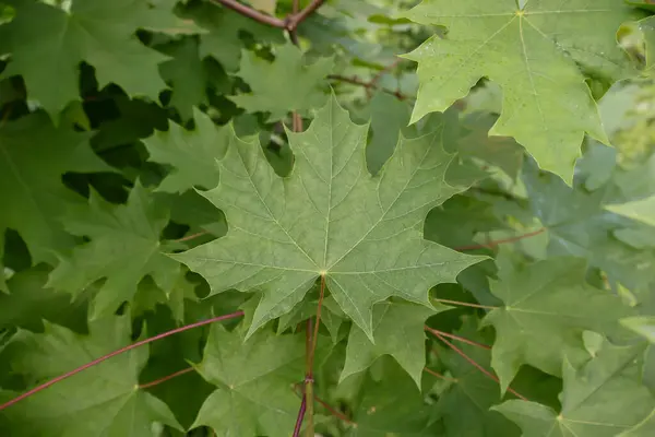 stock image Background of green maple leaves close-up