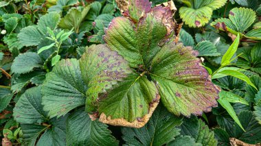 Kırmızı lekeli çilek çalıları