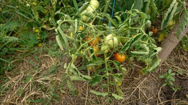 Early tomato bush with ripe red tomatoes, staked and mulched with straw clipart