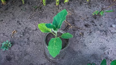 Metal bir tencerede patlıcan fideleri