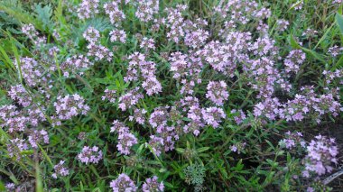Kekik çiçekleri pembe çiçeklerle çiçekleniyor.