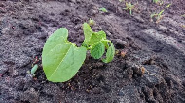 Sebze bahçesinde iki yeşil yaprağı olan bir fasulye filizi.