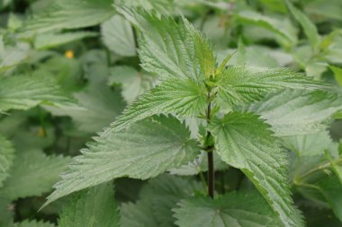 Isırgan otlarına yakın çekim