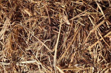 Hay, straw, dry grass pressed together clipart