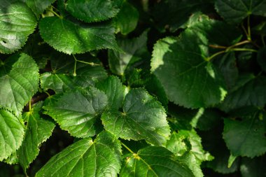 Background with green leaves and sun rays on them clipart