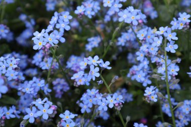 Geçmişi mavi, mor Myosotis unutma beni çiçekleri değil