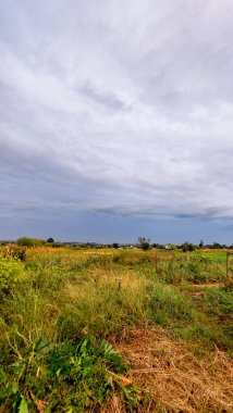 Gün batımında yağmurdan önce mavi gökyüzünün arka planında sararmış bir tarla ya da sebze bahçesi manzarası