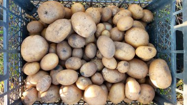 Plastik bir kabın içinde genç beyaz patatesler