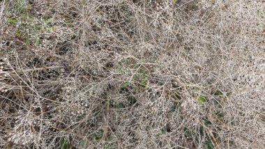 Arkaplanda ince dalları ve üzerinde kar izleri olan kurumuş bitki çalıları var.