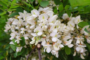 Beyaz akasya çiçeğinin yakın çekimi