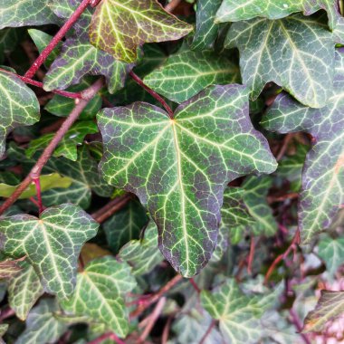 Background in the form of thickets of ivy with large green and red leaves clipart