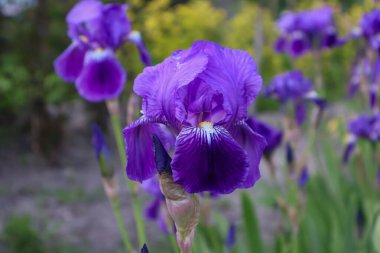 Mor süsen çiçeklerinden bir çiçek tarlası.