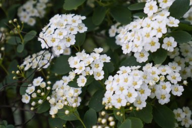 Spiraea (Spirae) çiçeklerine yakın çekim - sarı merkezli beyaz çiçek kümeleri.