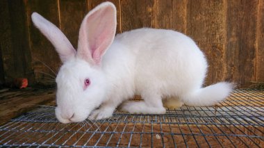 A white rabbit of the Panon breed sits in its cage on the farm clipart