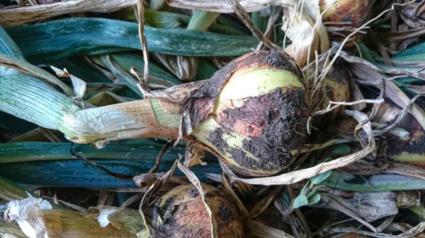 stock image Freshly Harvested Yellow Onions Piled on the Ground