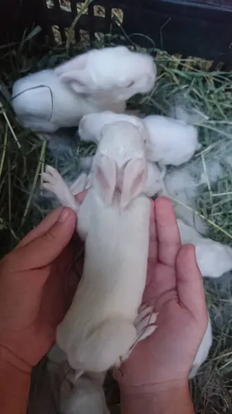 stock image Little bunnies in the farmer's hands