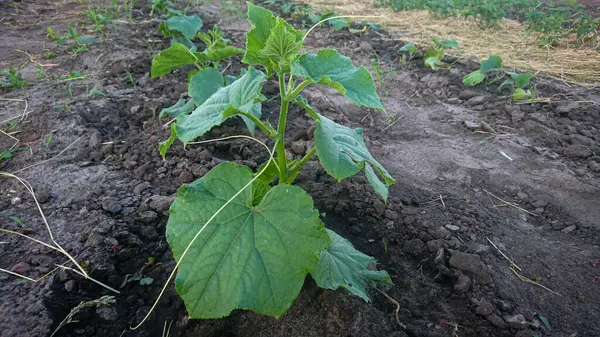 stock image Holes in the garden with young small cucumber bushes